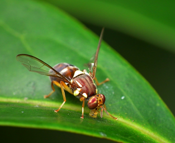 Image of a queensland fruit fly